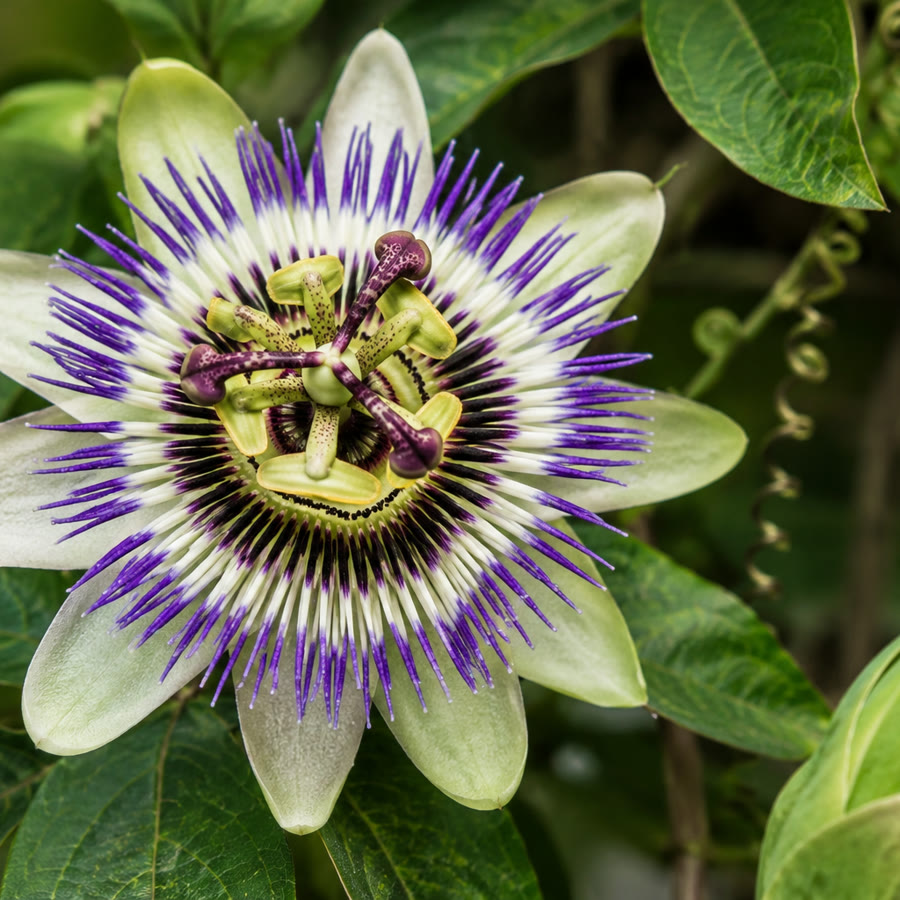 Passiflore